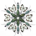 Colorful patterns created with living things
