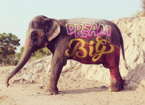 Type Elephant, Niteesh Yadav