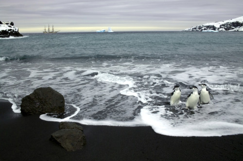 ReneKoster_photography-_ANTARCTICA penguins