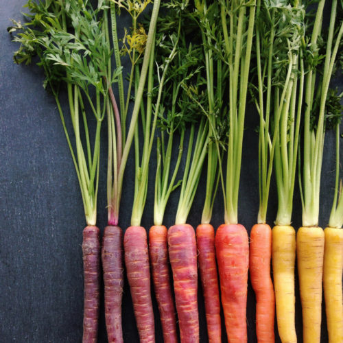 Carrots Gradient wright kitchen