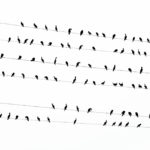Photographs of Kawau birds in Tokyo