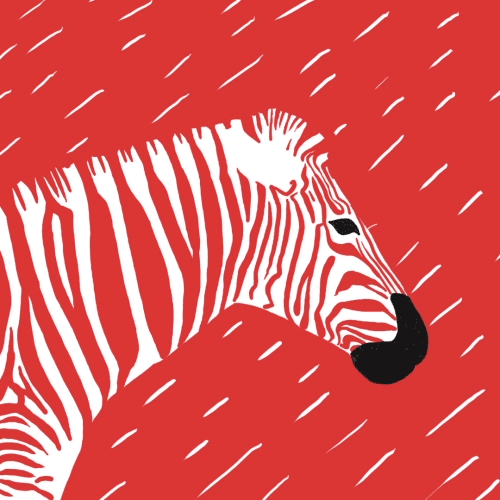 min-liu-zebra