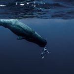One Breath Around the World