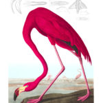 ‘Birds of America’ available for free download
